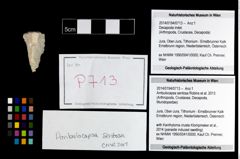 Foto (Objekt + Etikett) von Ambulocapsa sentosa (Robins et al., 2013)  (NHMW-GEO-2014-0194-0713)